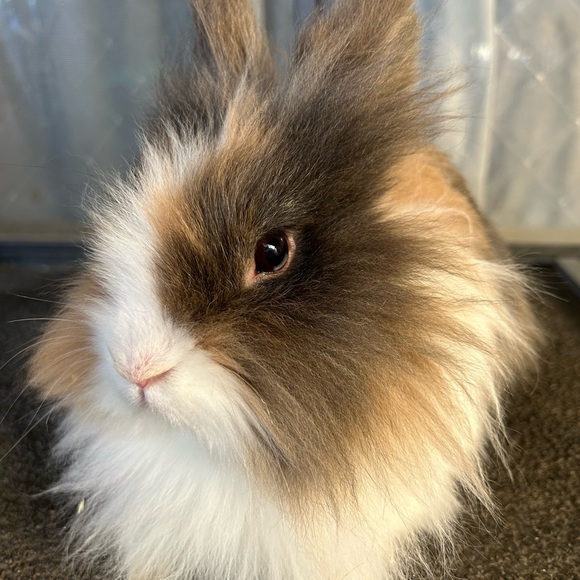 Jewelry - Jewelry Show